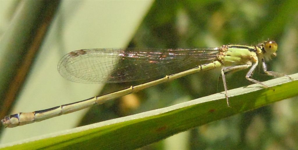 Ischnura a colori